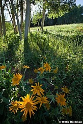 Yellow Daisies Aspens 070113 3759