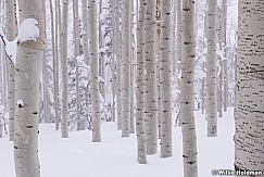 Aspen Grove Snow StormF 031319 0054