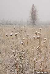 Thistlesnow00109 644