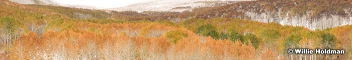 Aspenfrostpan100509