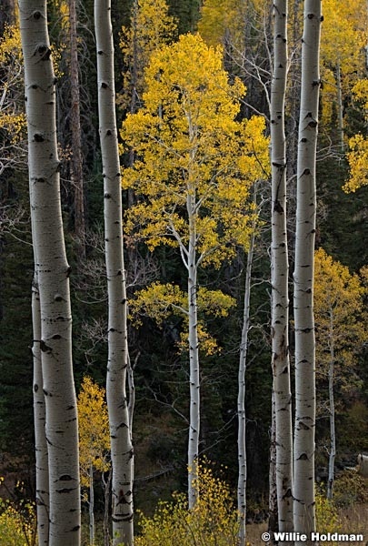 Framed Golden Aspen 092920 1608 5