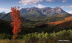 Timpanogos Oranges 091713