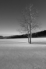 LoneaspenBW 2054