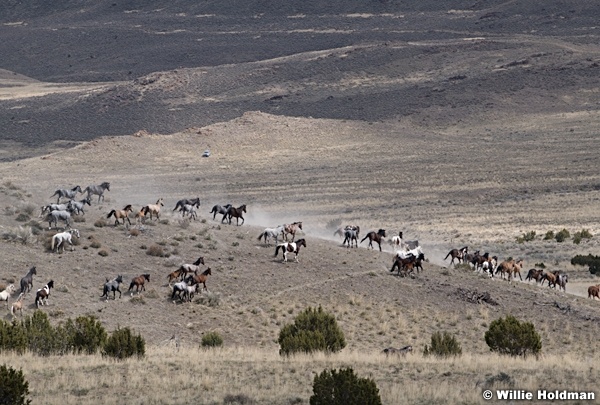 Wild Horses West Desert 042020 7260