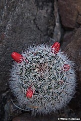 Red Buds Pin Cushion Cactus 041623 3518