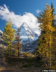 Assiniboine Larch Canada 092115 0971