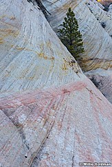 Zion Pine 021316 3005