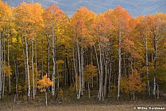 Orange Aspens 100121 7468