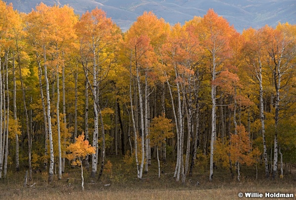 Orange Aspens 100121 7468