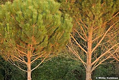 Twotrees092309 412