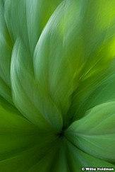 Naturesform062610 1583