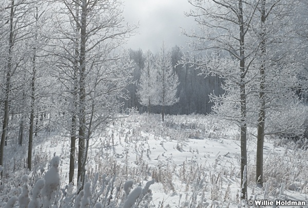 Frosty Aspens Winter 010524 2511 2511