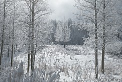 Frosty Aspens Winter 010524 2511 2511