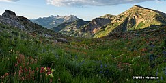 Timp Box Elder Wildflowers 1