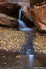 Leaf Linned Waterfall 111621 4198 2