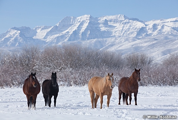 Horses Pasture Heber 111212 320