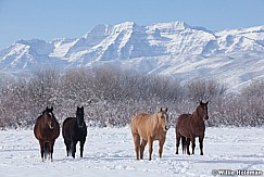 Horses Pasture Heber 111212 320