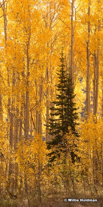 Tall Yellow Pine 091914