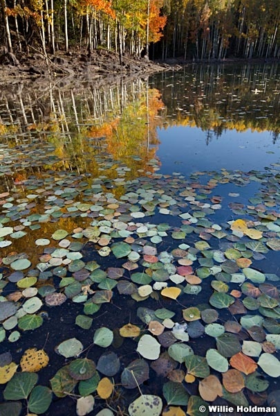Aspenlakeleaves092911 233
