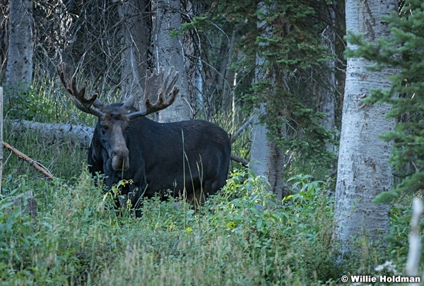 Bull Moose 083123 9621 9335