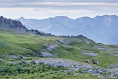 Timpanogos Bighorn Sheep 071915 0783 4