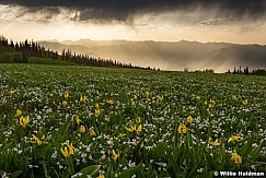 Yellow Glacier Lillies 061117 4212 2 3