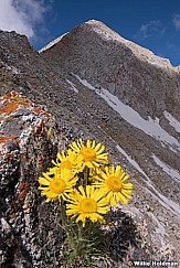 Pfeifferhorn DaisiesF 061918 3902 2