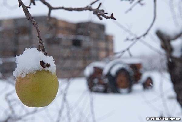 Tractor Snow Orchard 122515 1387