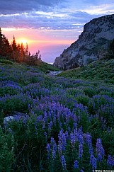 Lupine Sunrise Timpanogos 071526 5344