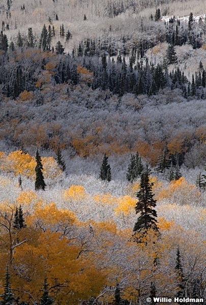 Boulder Mountain Dusting 101212 7