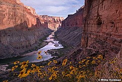 Flowers Grand Canyon 040414 2965