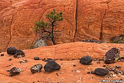 Lava boulders and red rock, Capital Reef Area, Southern Utah