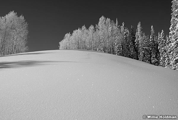 FrostytreeglitterBW012810 6