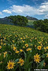 Provo Peak Daisies 061416 5000 5001