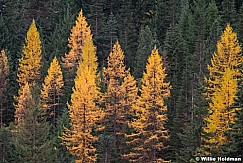 Yellow Pine Tree 110614 7471 3