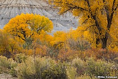 Yellow Cottonwood Cainville 102924 5680