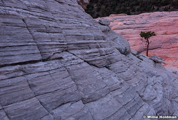 Boulder Mountain Ponderosa 082716 2