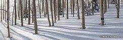 Aspen winter forest 01017 7708 20x60