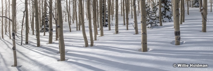 Aspen winter forest 01017 7708 20x60