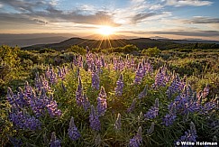 Lupine wildflowers 062521 3580