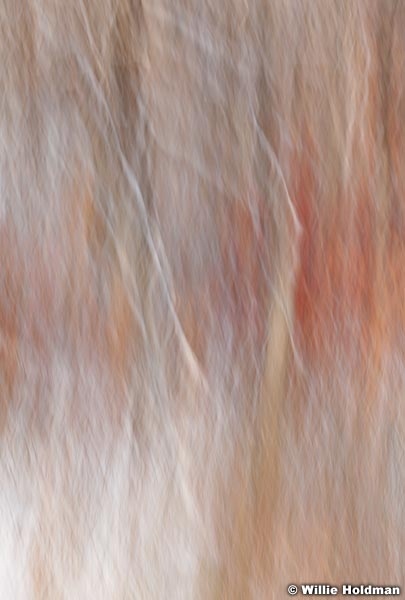 Abstractimpressions101510 7003