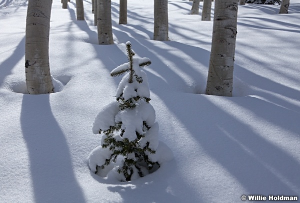 Pine Tree Shadow 041312 63