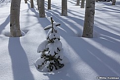 Pine Tree Shadow 041312 63