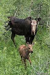 Moose with Baby 070521 5303