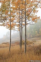 Aspens In Fog 092512 579