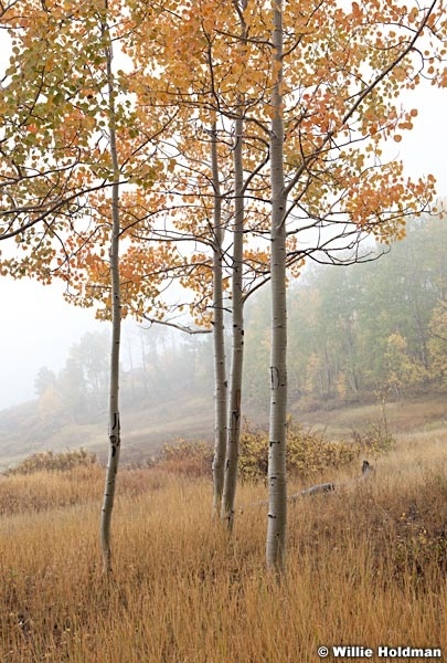 Aspens In Fog 092512 579