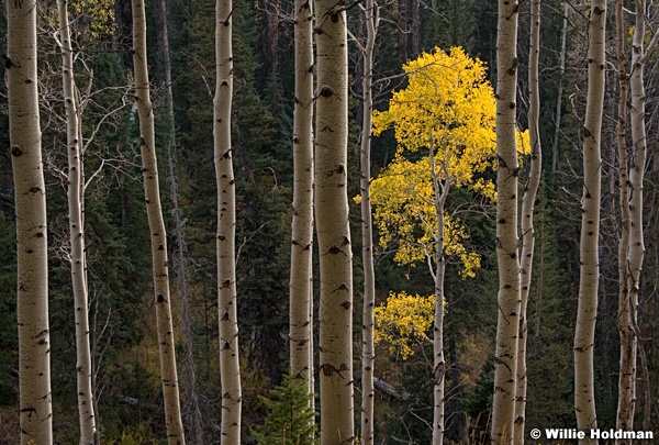 Lone Yellow Aspen 092520 0923 4