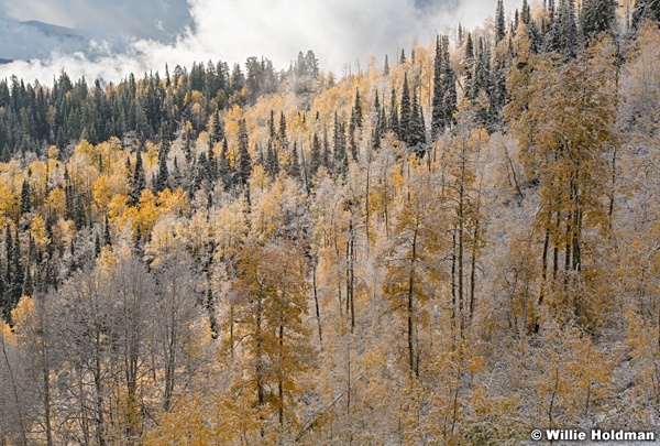 Golden Aspens Breaking Clouds 100921 1698