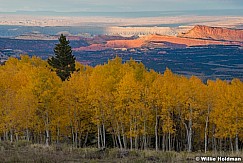 Vibrant Yellow Aspens 100223 7746 2