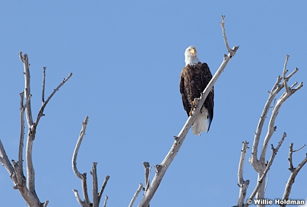Bald Eagle 021512 12